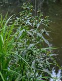 Bidens cernua. Верхушки цветущих растений (рядом видны листья Carex). Московская обл., Волоколамский гор. округ, долина р. Каменка, берег реки, у воды. 17.08.2024.