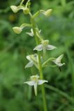 Platanthera chlorantha. Нижняя часть соцветия с цветками и бутонами. Ленинградская обл., Лужский р-н, окр. дер. Кемка, дол. р. Луга, сырой пойменный лес. 14.06.2024.