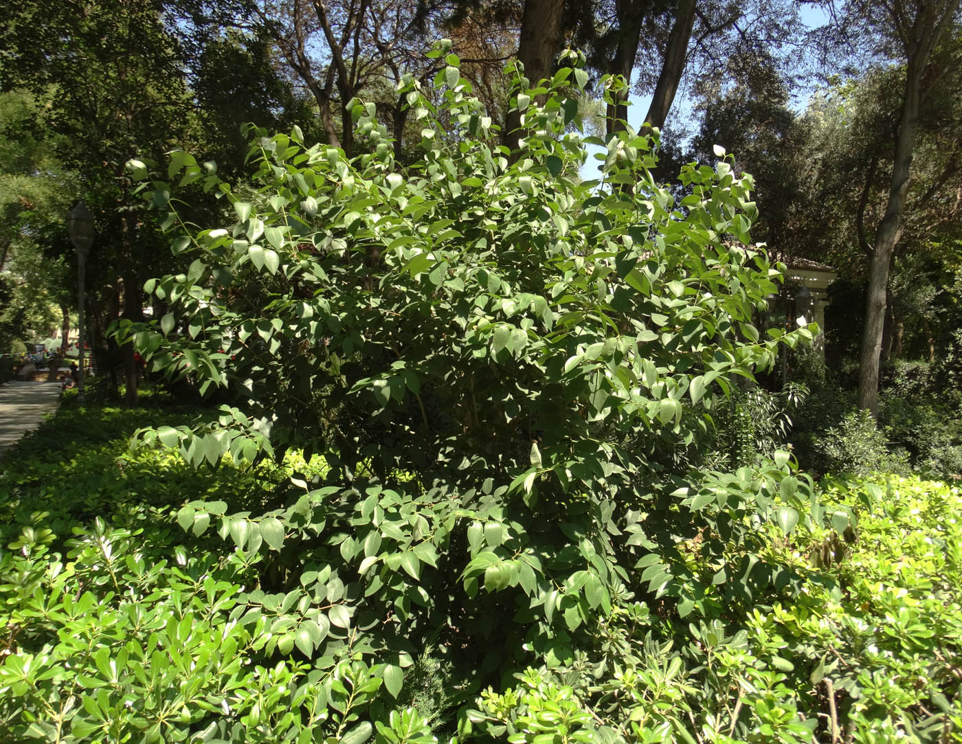 Изображение особи Ligustrum lucidum.