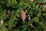 Picea abies