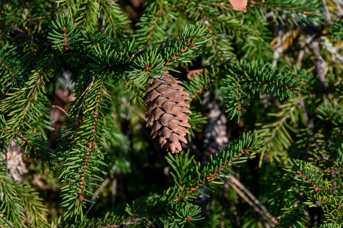 Image of Picea abies specimen.