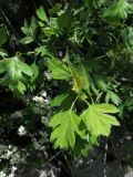 Crataegus turkestanica. Листья. Казахстан, Туркестанская обл., Сырдарья-Туркестанский государственный региональный природный парк, Боралдайский филиал, ≈ 1150 м н.у.м., боярышниковое редколесье. 14.05.2024.