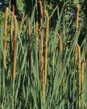 Typha × glauca