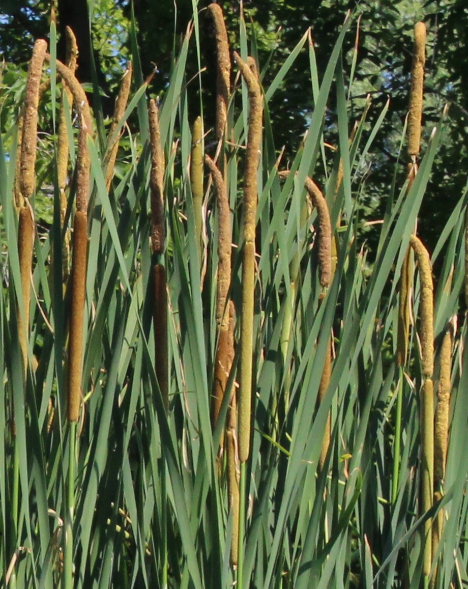 Image of Typha &times; glauca specimen.