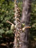 Kniphofia uvaria. Часть отцветшего соцветия с завязавшимися плодами. Крым, Южный Берег, городской округ Ялта, Массандровский парк. 29.05.2024.