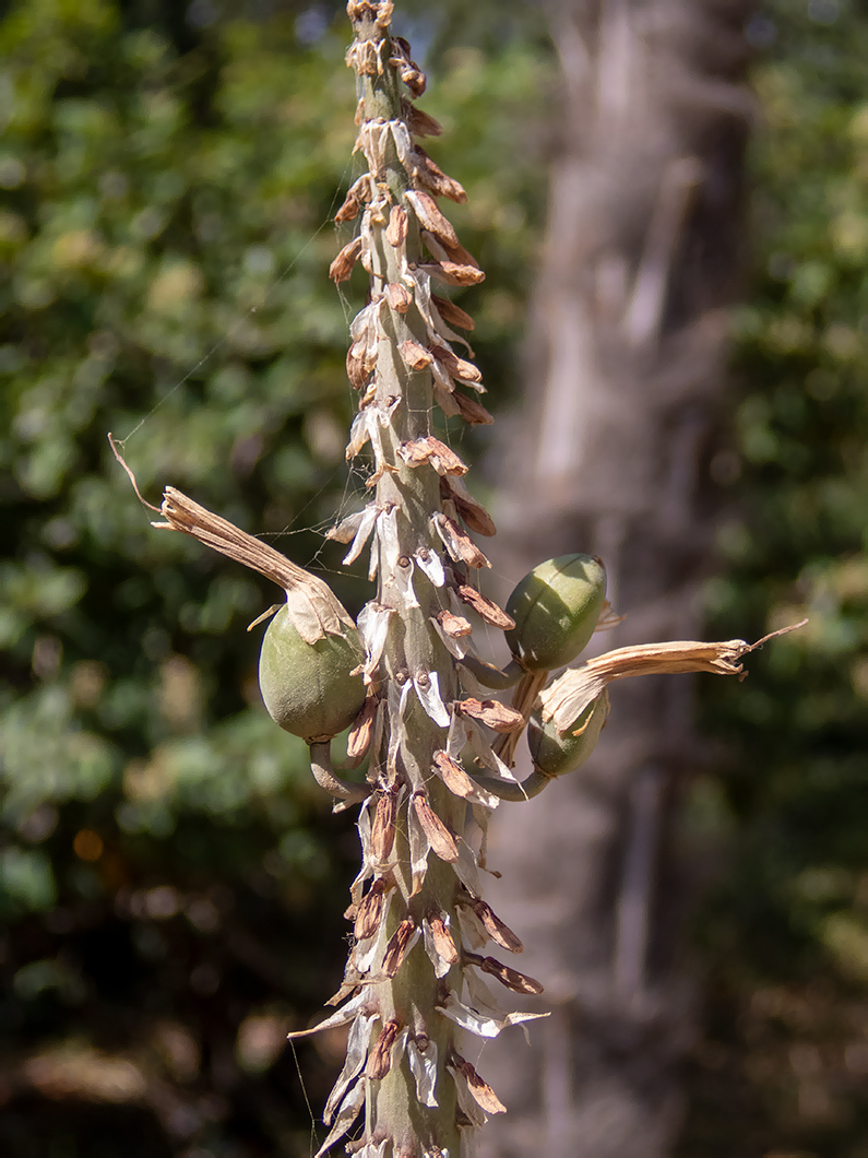 Image of Kniphofia uvaria specimen.