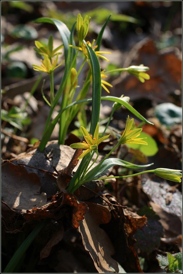 Image of Gagea lutea specimen.