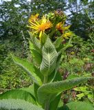 Inula helenium