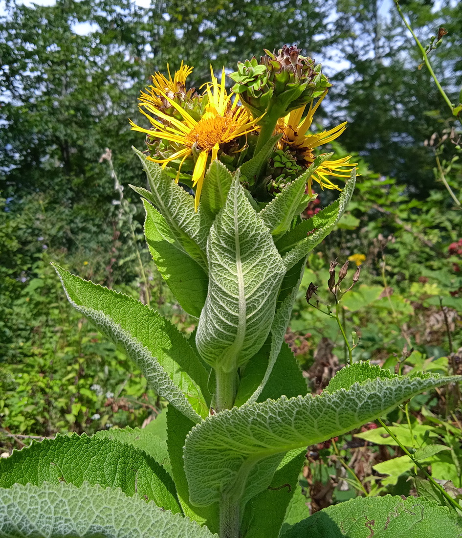 Image of Inula helenium specimen.