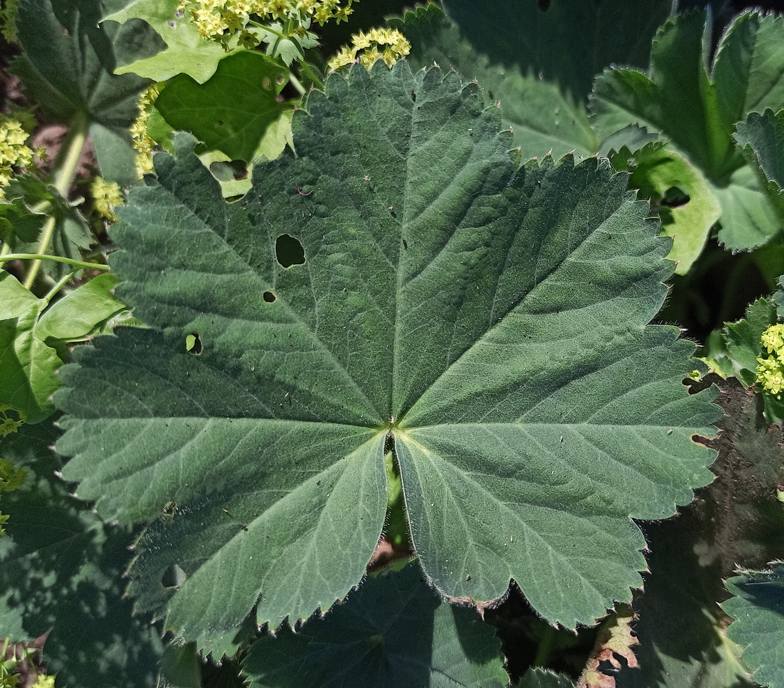 Image of Alchemilla mollis specimen.