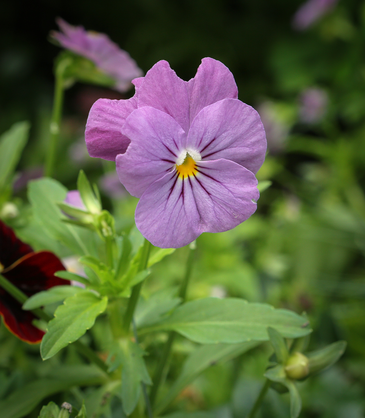 Изображение особи род Viola.