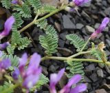 genus Astragalus