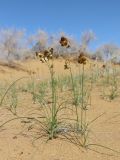 Carex physodes