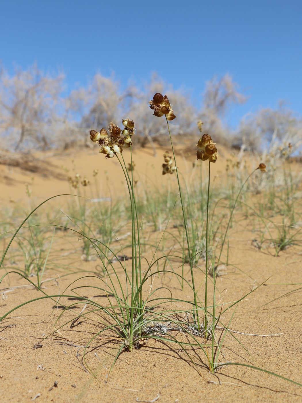 Image of Carex physodes specimen.