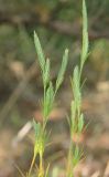 View full-size image Crucianella angustifolia