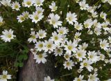 Смотреть изображение род Cerastium