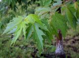 Смотреть изображение Acer saccharinum