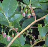 Смотреть изображение Vaccinium arctostaphylos