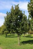 View full-size image Tilia × europaea