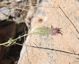 View full-size image Trifolium pamphylicum