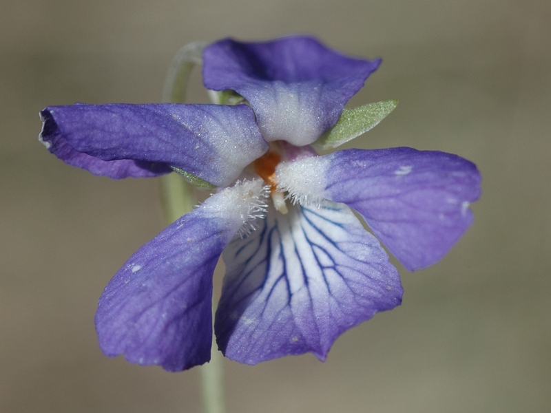 Изображение особи Viola rupestris.