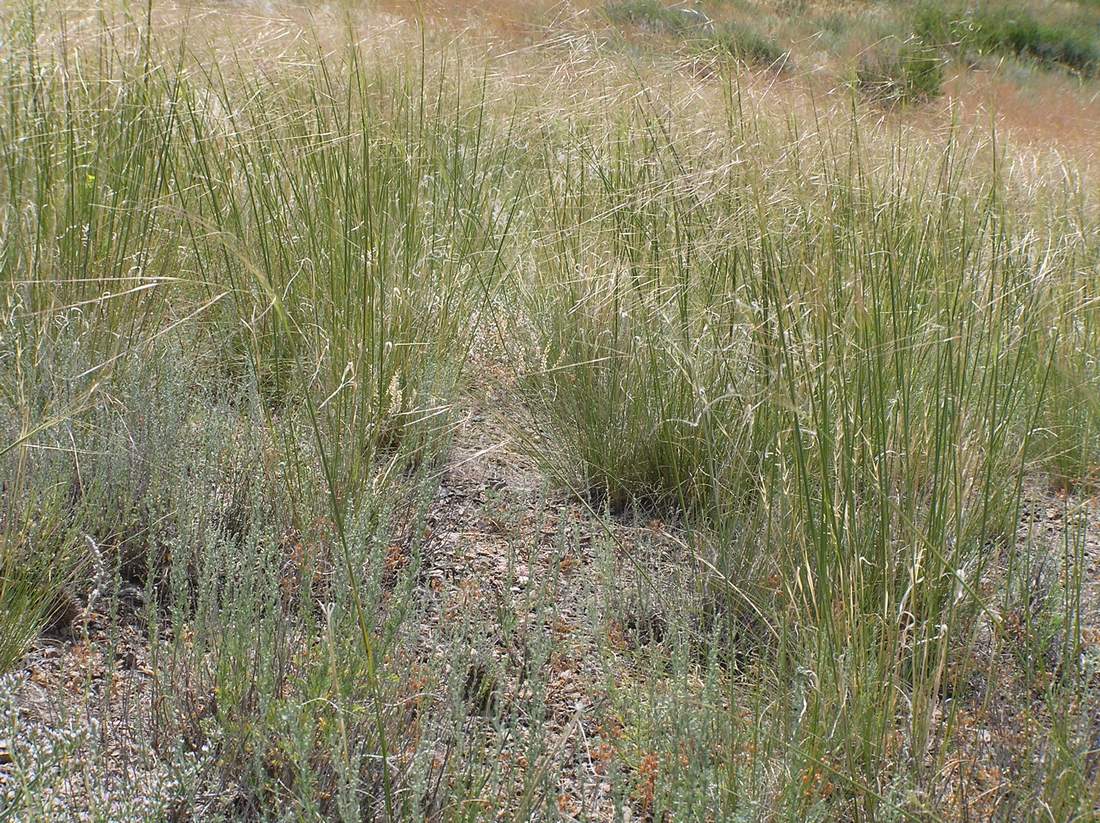 Image of Stipa sareptana specimen.