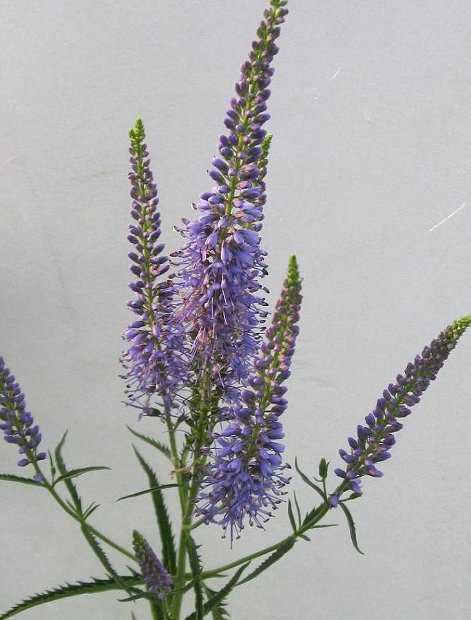 Image of Veronica longifolia specimen.