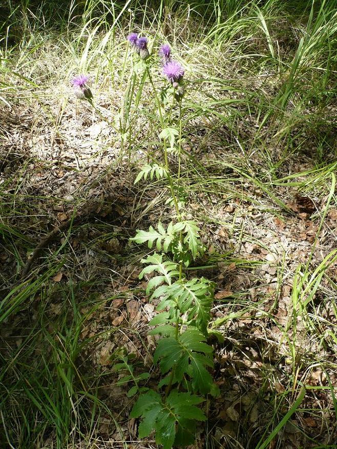 Изображение особи Serratula coronata.