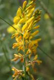Смотреть изображение Genista patula