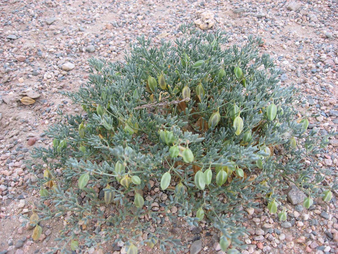 Image of Zygophyllum pterocarpum specimen.