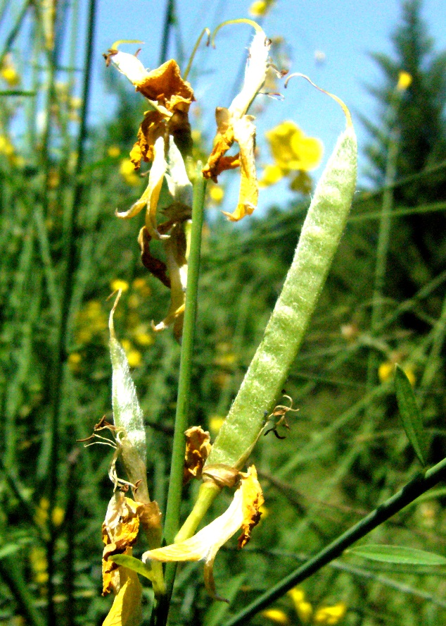 Image of Spartium junceum specimen.