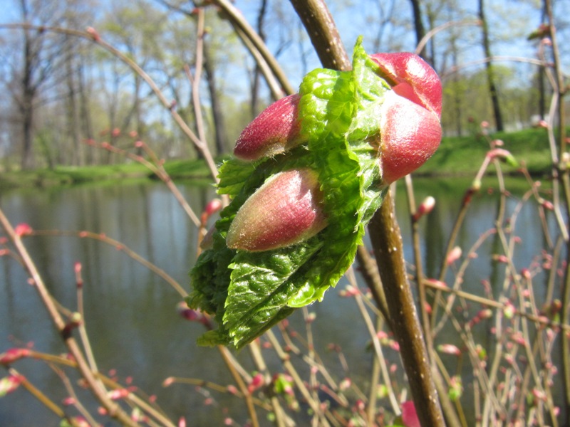 Image of Tilia cordata specimen.