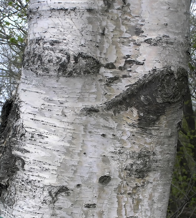 Image of genus Betula specimen.