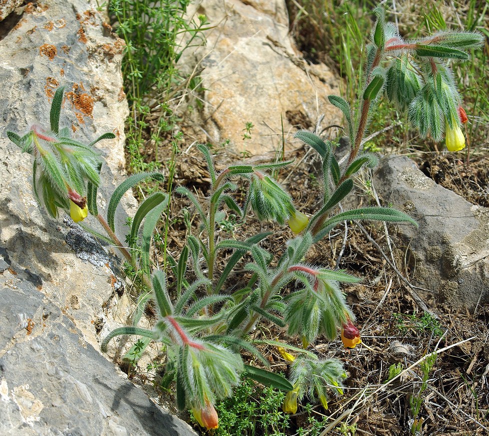 Изображение особи Onosma dichroantha.