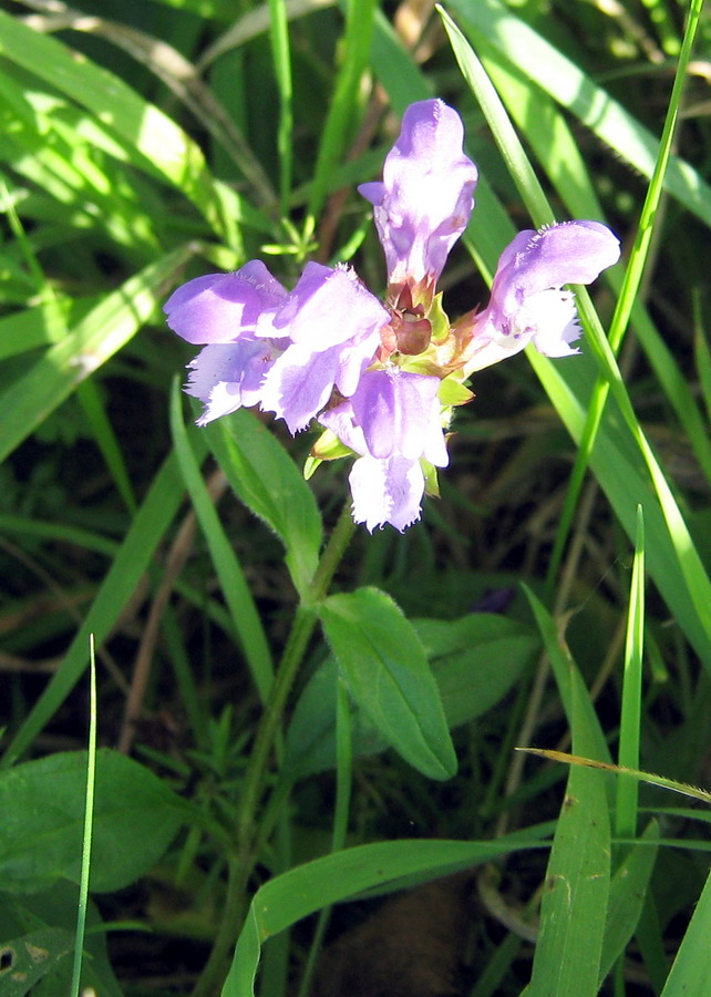 Image of Prunella grandiflora specimen.