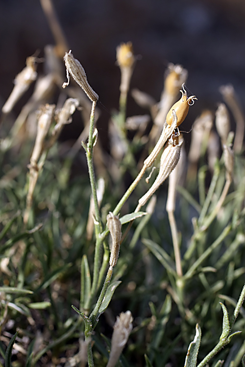 Image of Silene kuschakewiczii specimen.