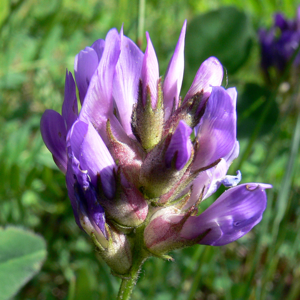 Image of Astragalus agrestis specimen.