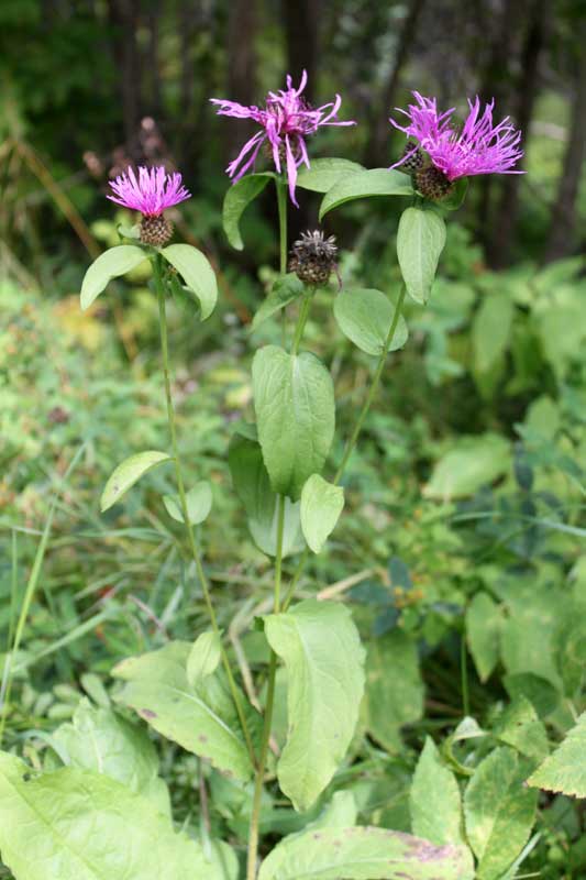 Image of Centaurea phrygia specimen.