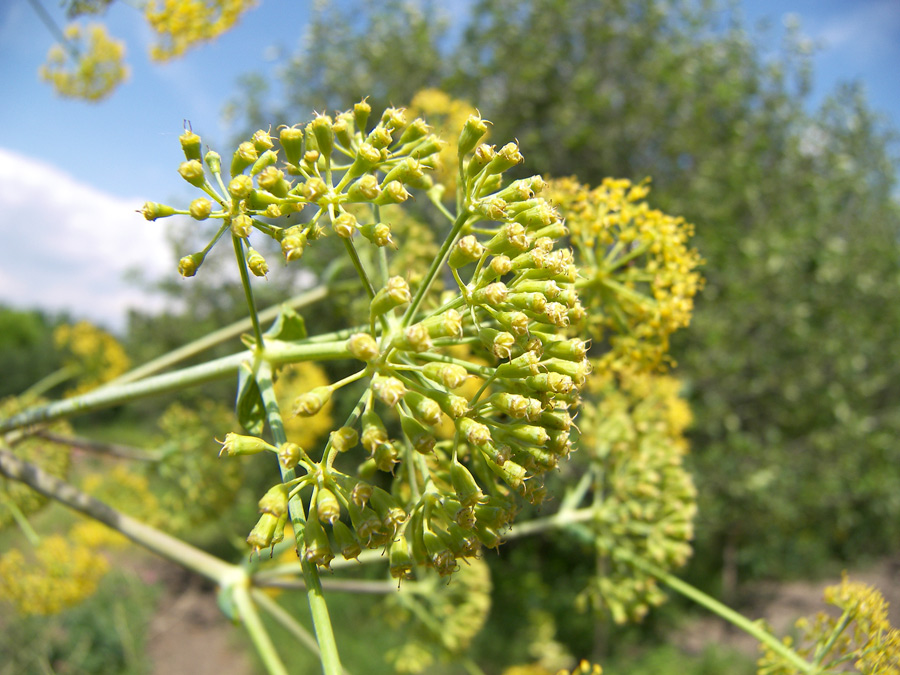 Image of Ferula communis specimen.