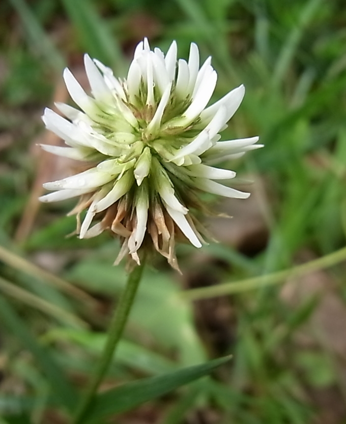 Image of Trifolium montanum specimen.