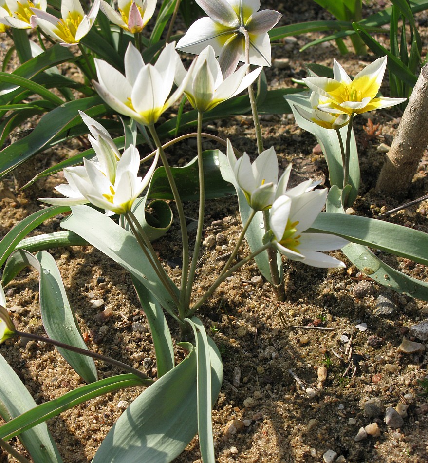 Изображение особи Tulipa biflora.