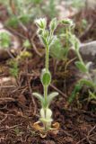 Cerastium brachypetalum ssp. tauricum