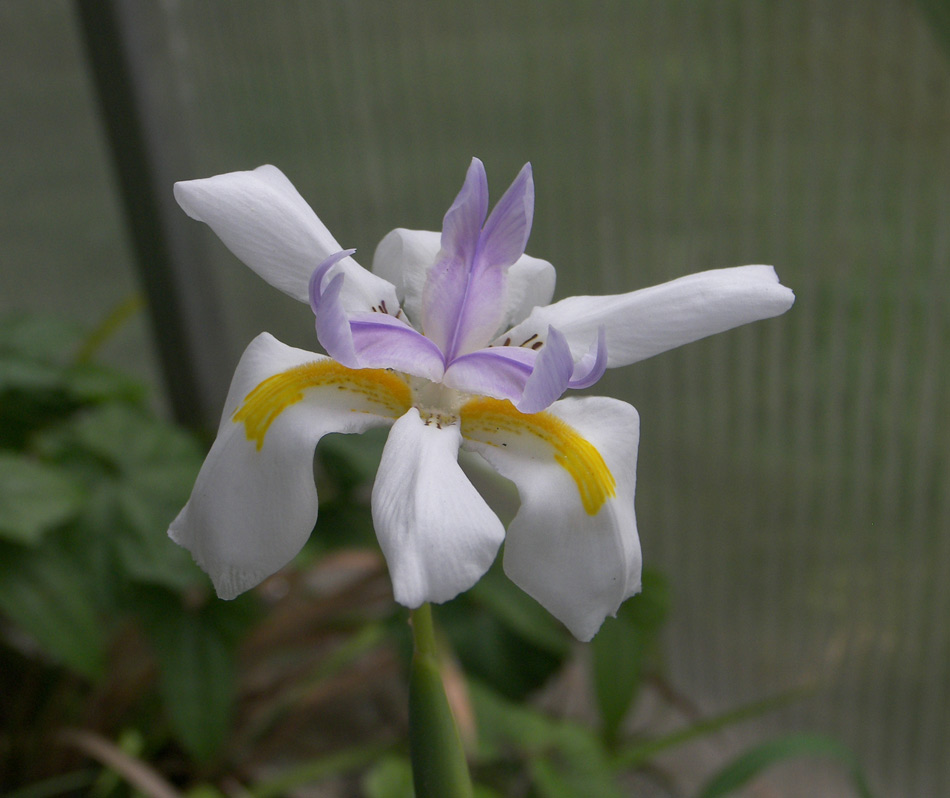 Image of Dietes grandiflora specimen.