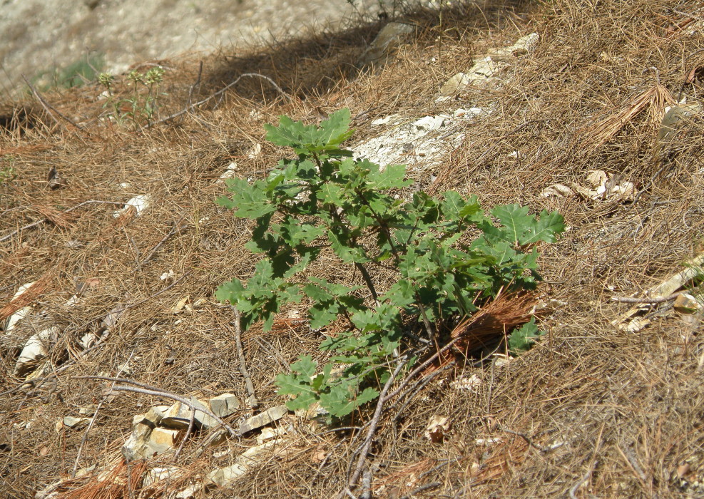 Изображение особи Quercus pubescens.