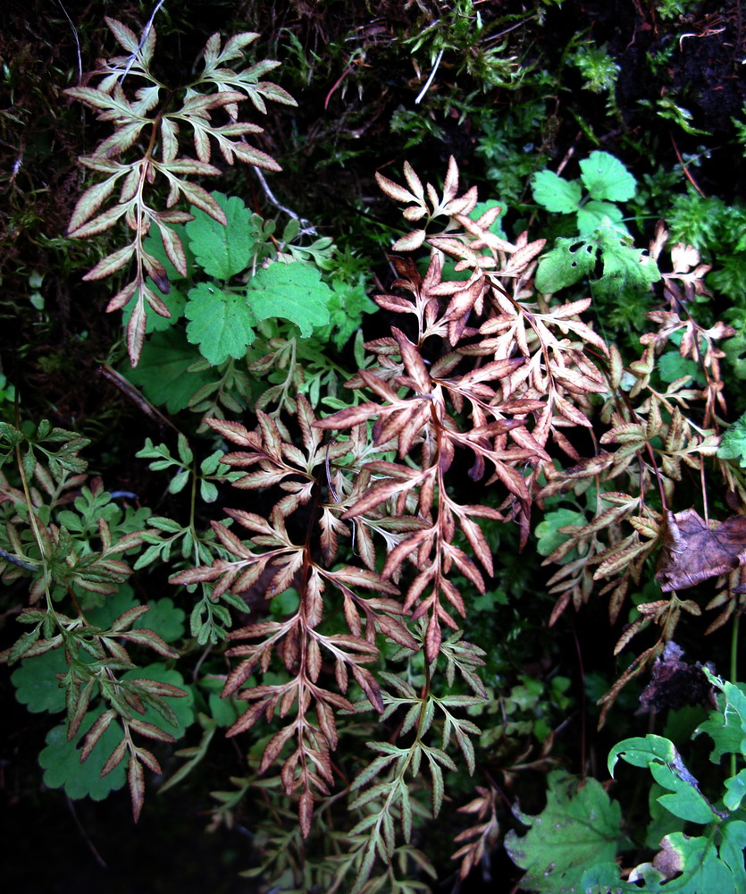 Изображение особи Cryptogramma stelleri.