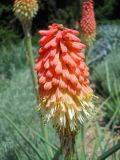 Kniphofia uvaria. Соцветие. Южный берег Крыма, Никитский ботанический сад. 22 мая 2012 г.