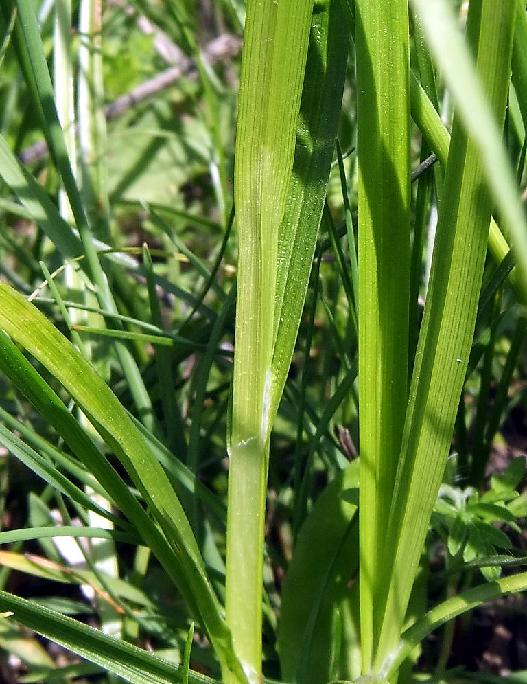 Image of Carex vulpina specimen.