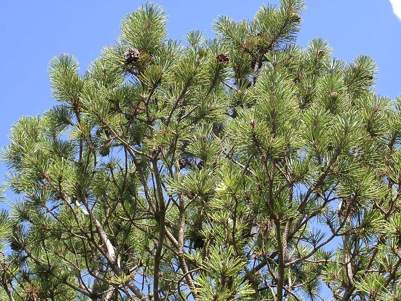 Изображение особи Pinus pallasiana.