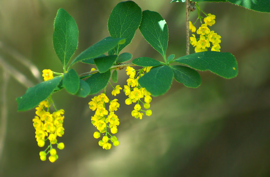 Изображение особи род Berberis.