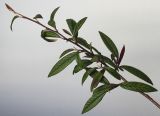 Cotoneaster salicifolius. Часть веточки. Германия, г. Кемпен, в культуре. 10.10.2012.